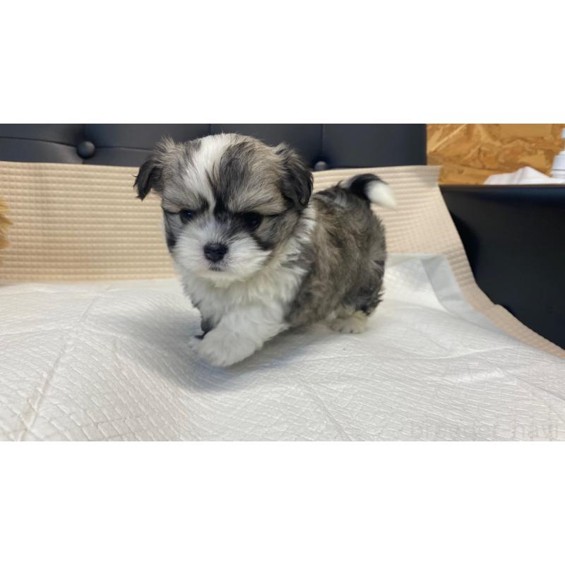 販売中の兵庫県のチワマル:チワワ×マルチーズ-432395の13枚目