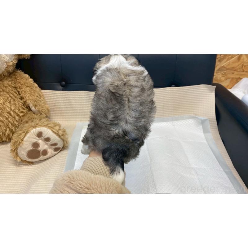 販売中の兵庫県のチワマル:チワワ×マルチーズ-432395の12枚目