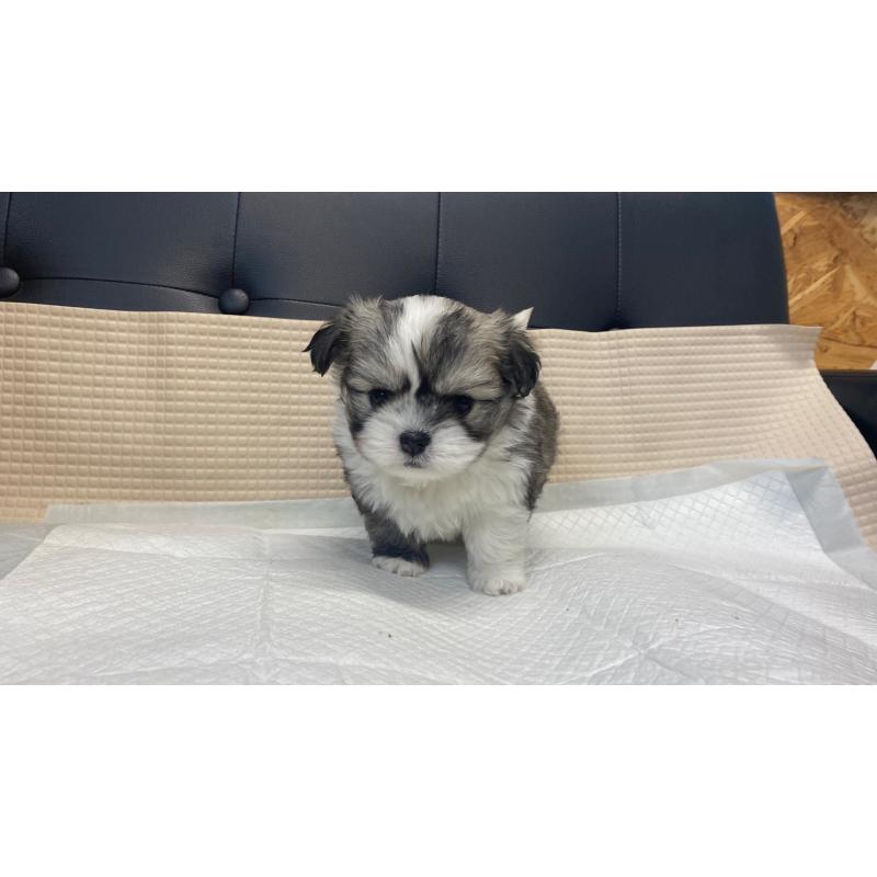 販売中の兵庫県のチワマル:チワワ×マルチーズ-432395の11枚目