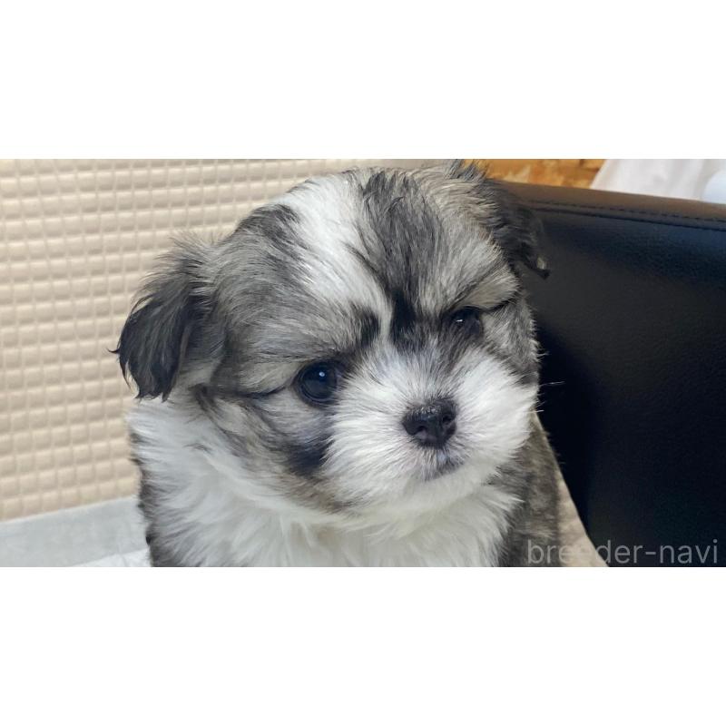 販売中の兵庫県のチワマル:チワワ×マルチーズ-432395の9枚目