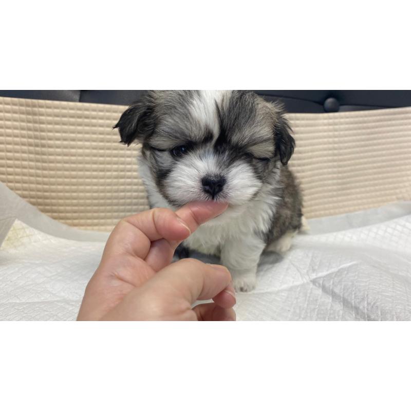 販売中の兵庫県のチワマル:チワワ×マルチーズ-432395の7枚目