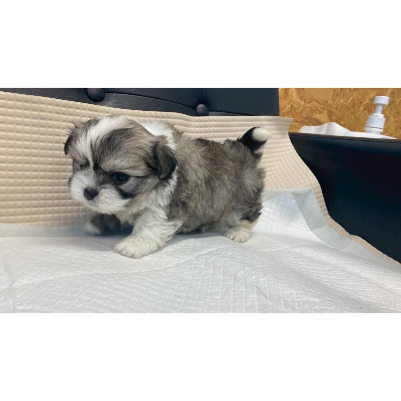 販売中の兵庫県のチワマル:チワワ×マルチーズ-432395の6枚目