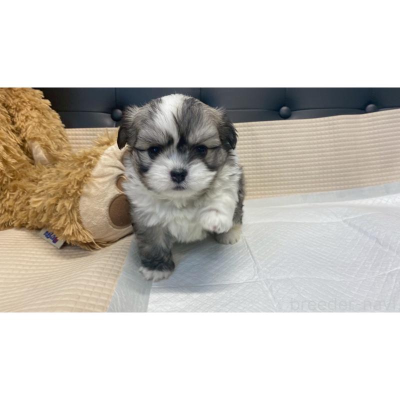 販売中の兵庫県のチワマル:チワワ×マルチーズ-432395の5枚目