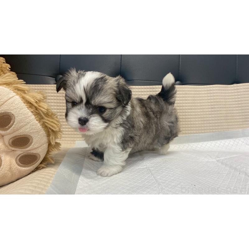 販売中の兵庫県のチワマル:チワワ×マルチーズ-432395の4枚目