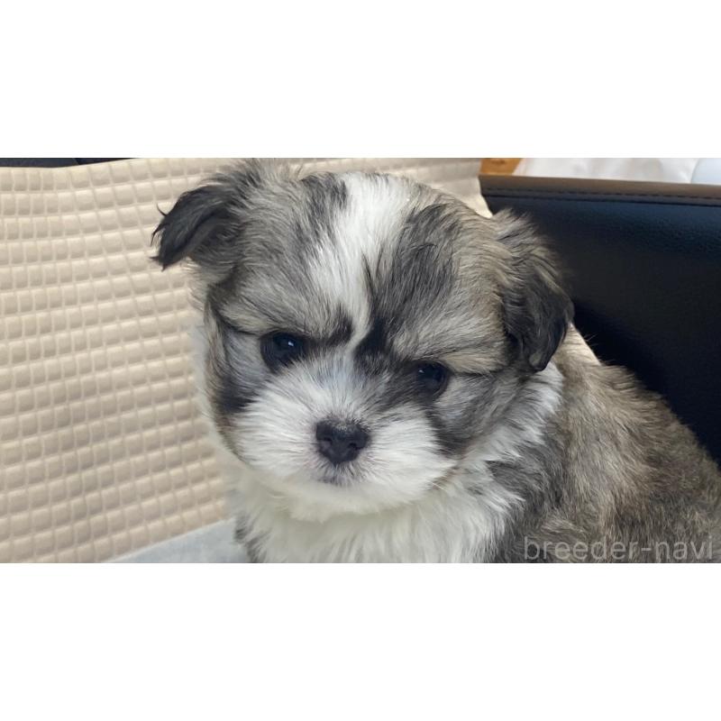 販売中の兵庫県のチワマル:チワワ×マルチーズ-432395の2枚目