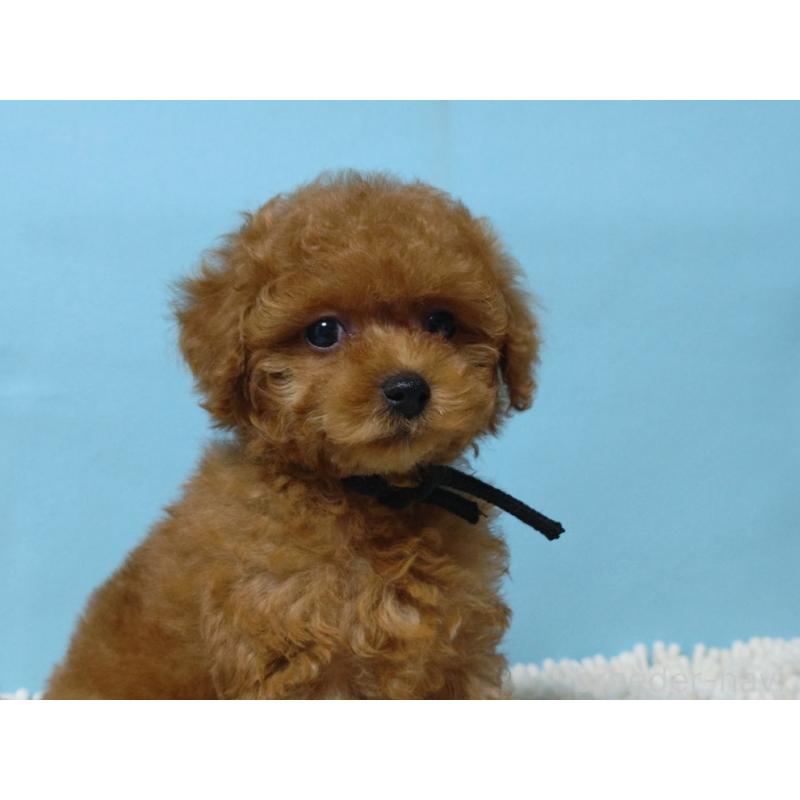 成約済の広島県のティーカッププードル-427994の5枚目