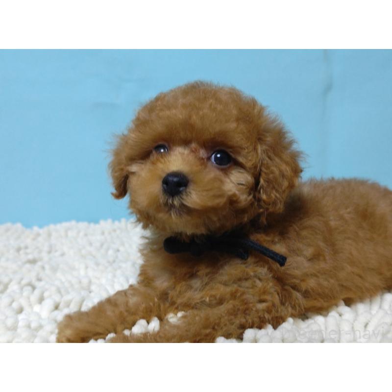 成約済の広島県のティーカッププードル-427994の4枚目