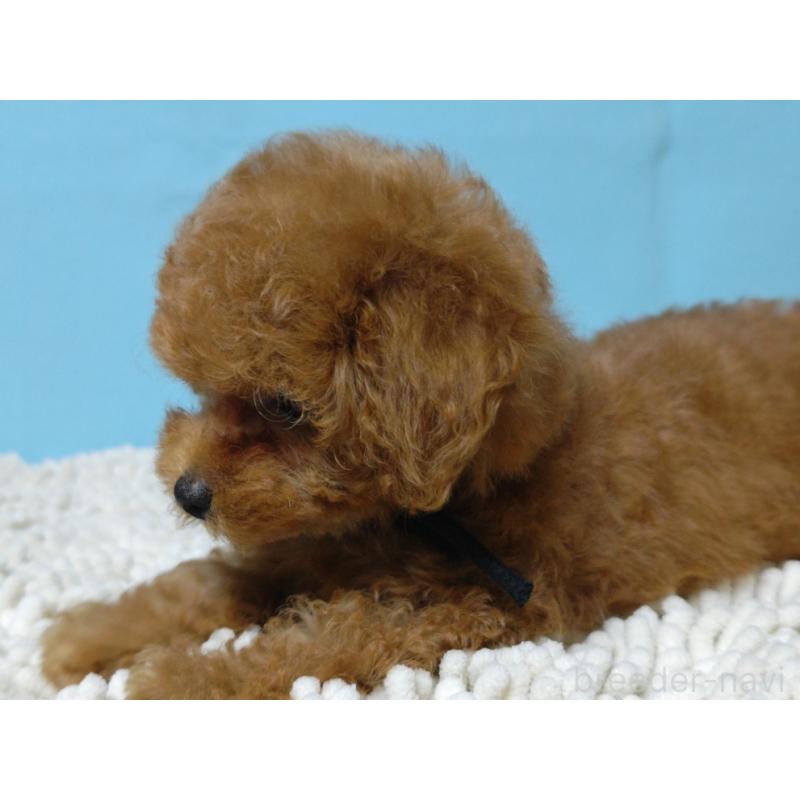 成約済の広島県のティーカッププードル-427994の2枚目