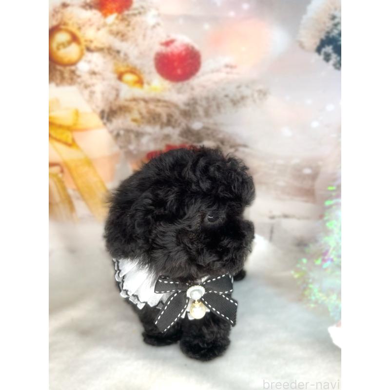 販売中の埼玉県のティーカッププードル-432396の5枚目