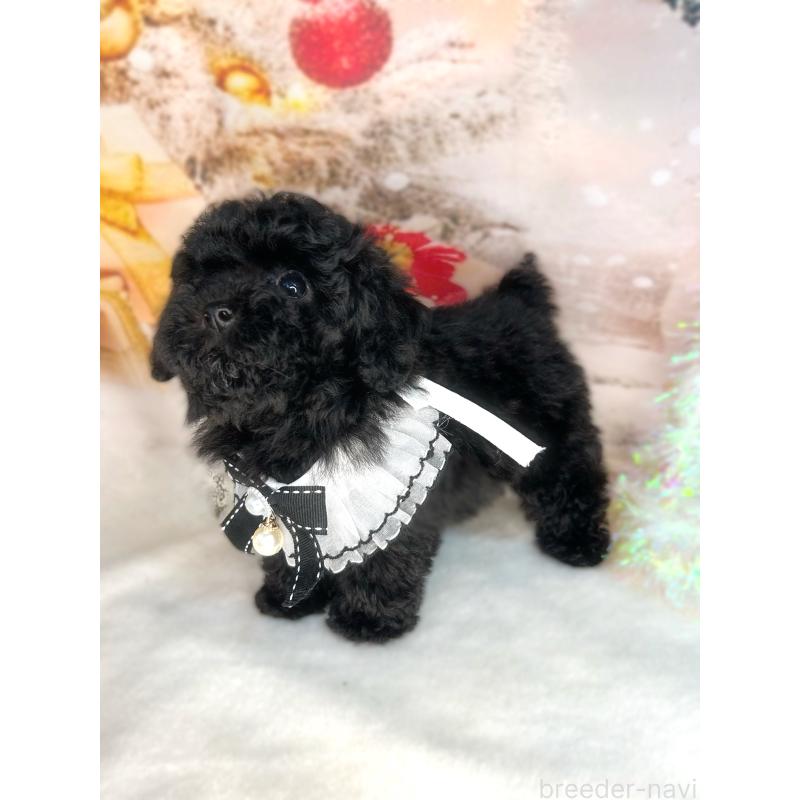 販売中の埼玉県のティーカッププードル-432396の4枚目