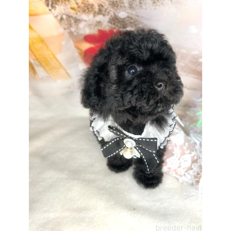 販売中の埼玉県のティーカッププードル-432396の3枚目