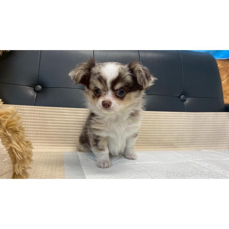 販売中の兵庫県のチワワ(ロングコート)-429549の12枚目