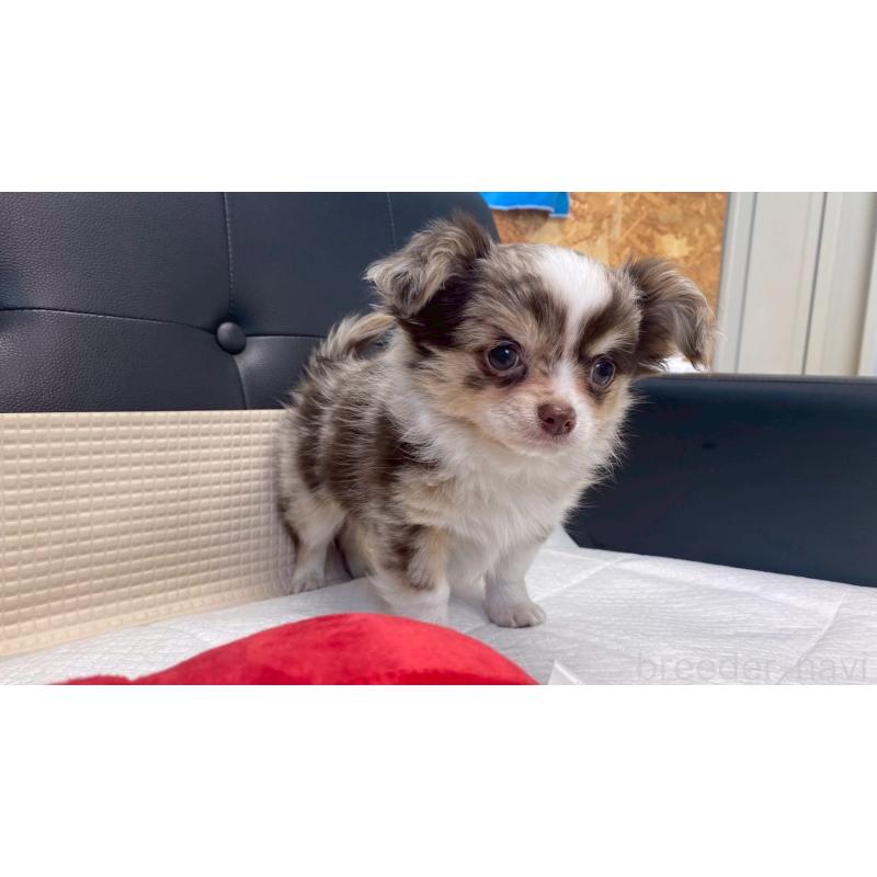 販売中の兵庫県のチワワ(ロングコート)-429549の11枚目