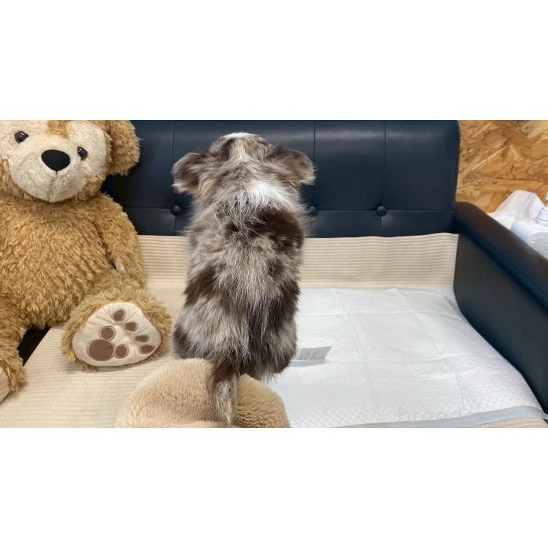 販売中の兵庫県のチワワ(ロングコート)-429549の10枚目