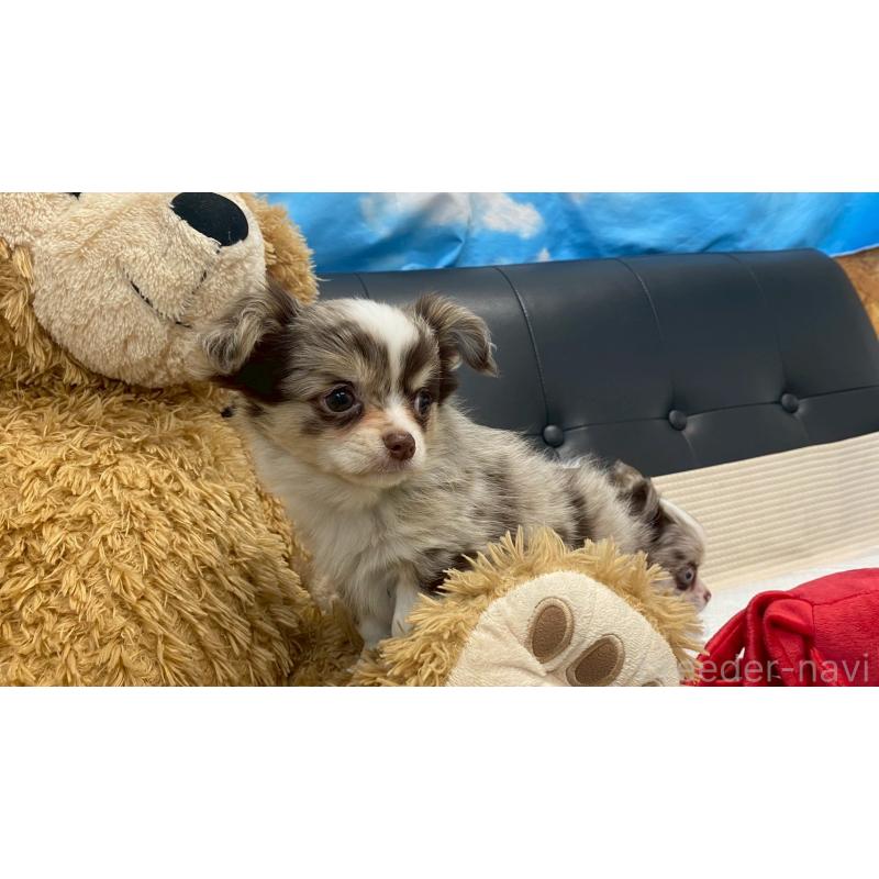 販売中の兵庫県のチワワ(ロングコート)-429549の8枚目