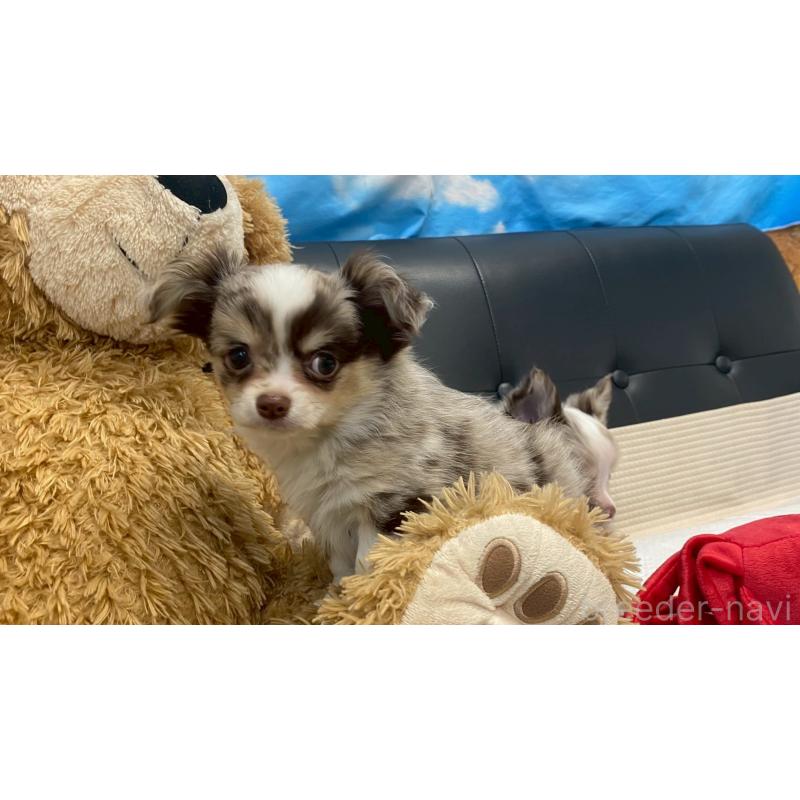 販売中の兵庫県のチワワ(ロングコート)-429549の7枚目