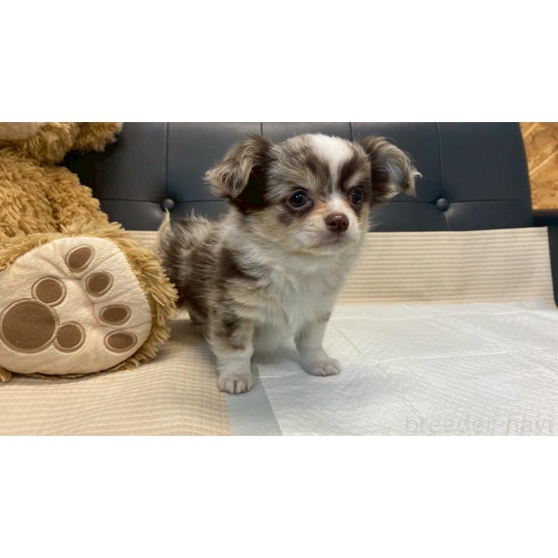 販売中の兵庫県のチワワ(ロングコート)-429549の6枚目