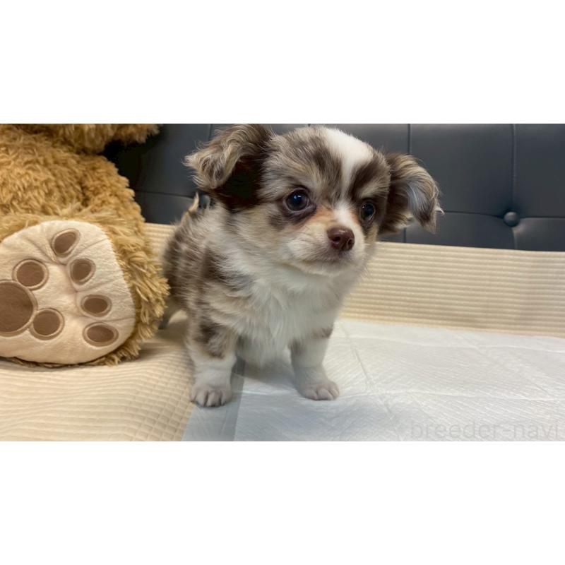 販売中の兵庫県のチワワ(ロングコート)-429549の4枚目