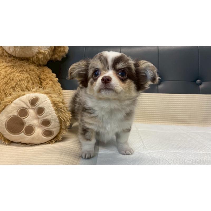 販売中の兵庫県のチワワ(ロングコート)-429549の3枚目