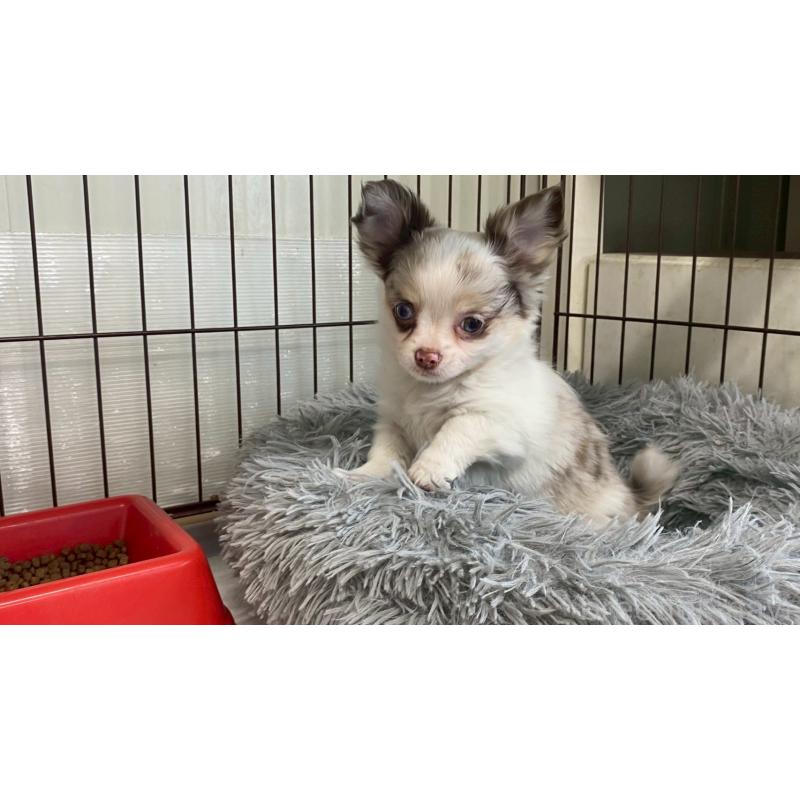 販売中の兵庫県のチワワ(ロングコート)-429553の9枚目