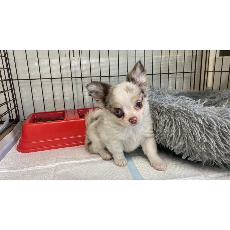 販売中の兵庫県のチワワ(ロングコート)-429553の8枚目