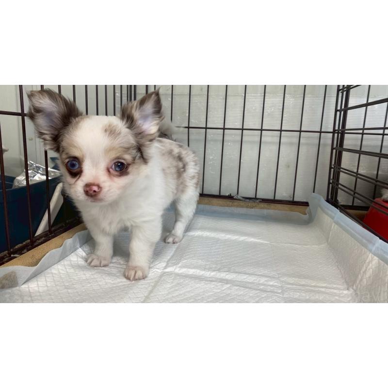 販売中の兵庫県のチワワ(ロングコート)-429553の7枚目