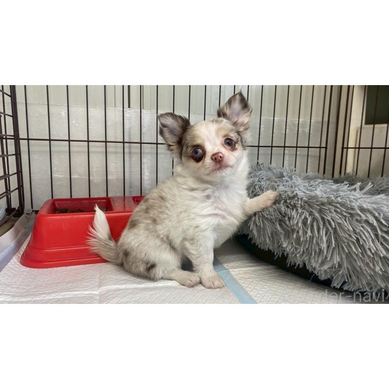 販売中の兵庫県のチワワ(ロングコート)-429553の6枚目