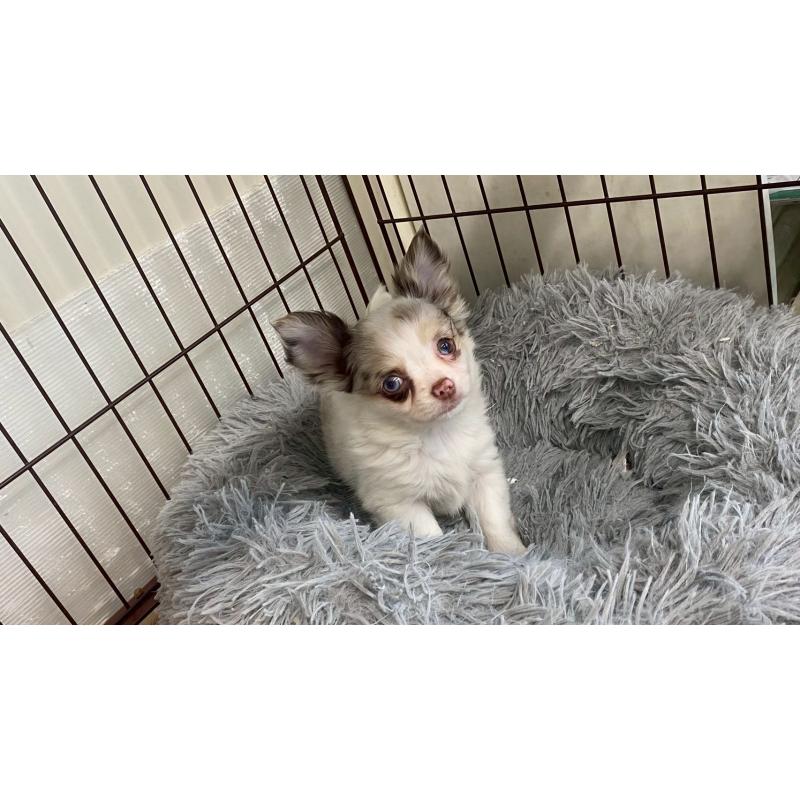 兵庫県のチワワ(ロングコート)｜女の子・2025/10/07生まれ・チョコ