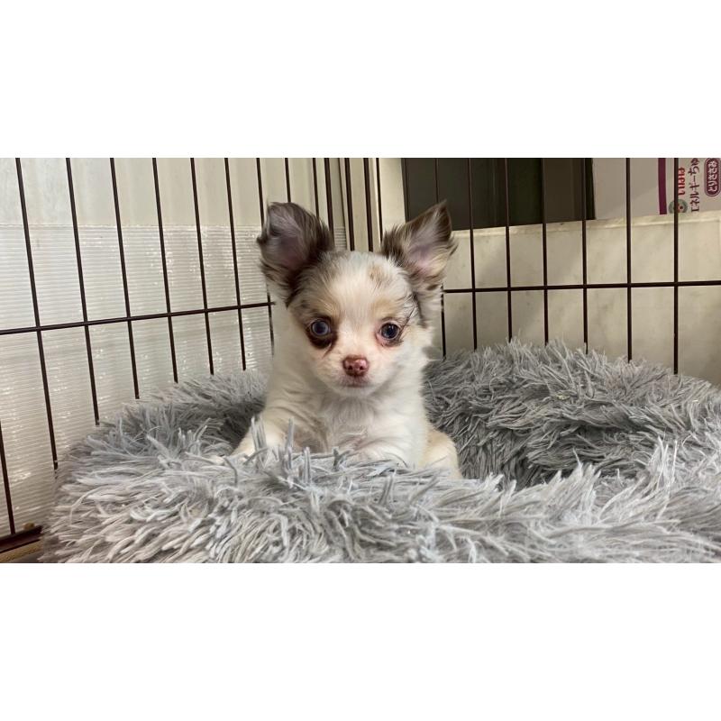 販売中の兵庫県のチワワ(ロングコート)-429553の4枚目