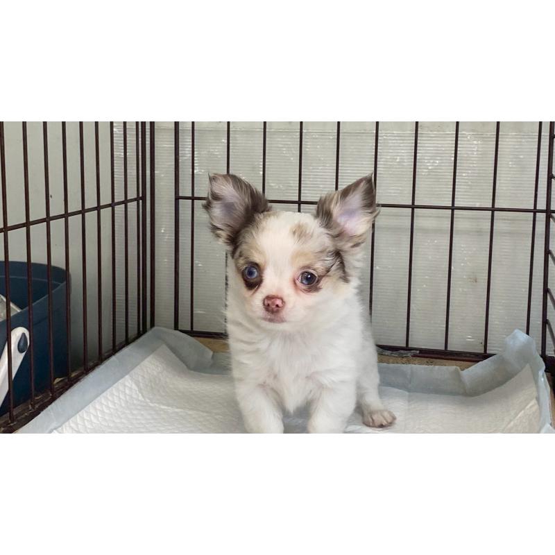 販売中の兵庫県のチワワ(ロングコート)-429553の3枚目