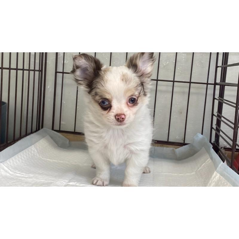 販売中の兵庫県のチワワ(ロングコート)-429553の2枚目