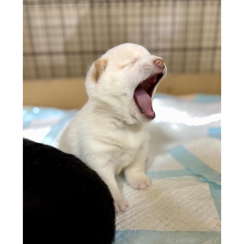 販売中の和歌山県の豆柴-432399の9枚目