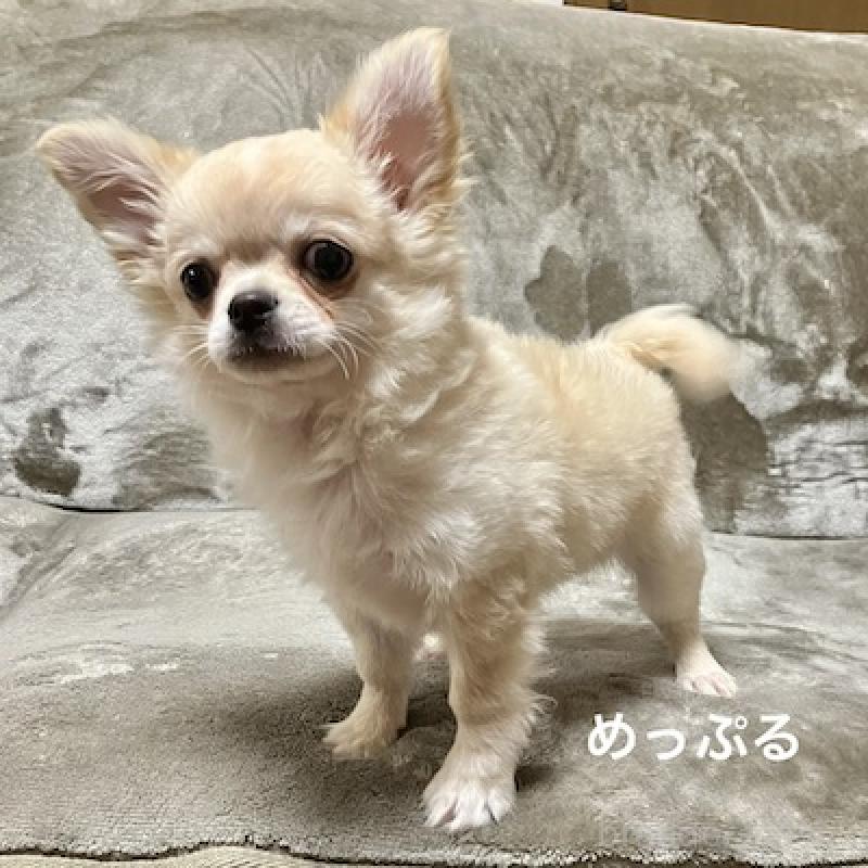 販売中の群馬県のチワワ(ロングコート)-426848の10枚目