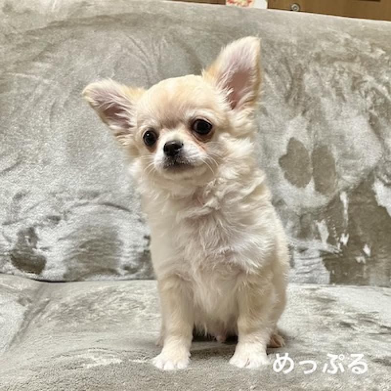 販売中の群馬県のチワワ(ロングコート)-426848の9枚目
