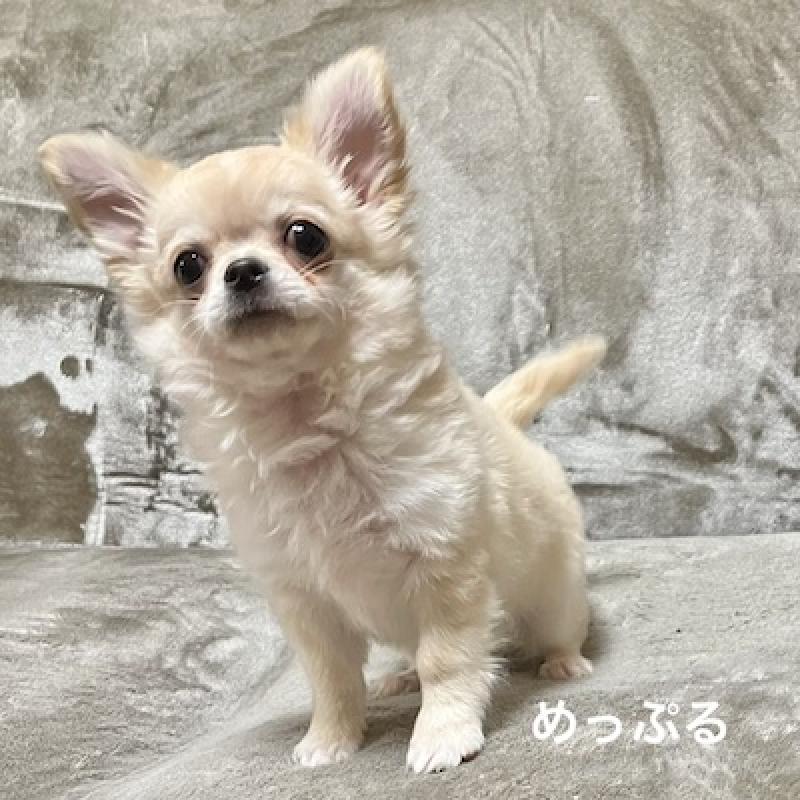 販売中の群馬県のチワワ(ロングコート)-426848