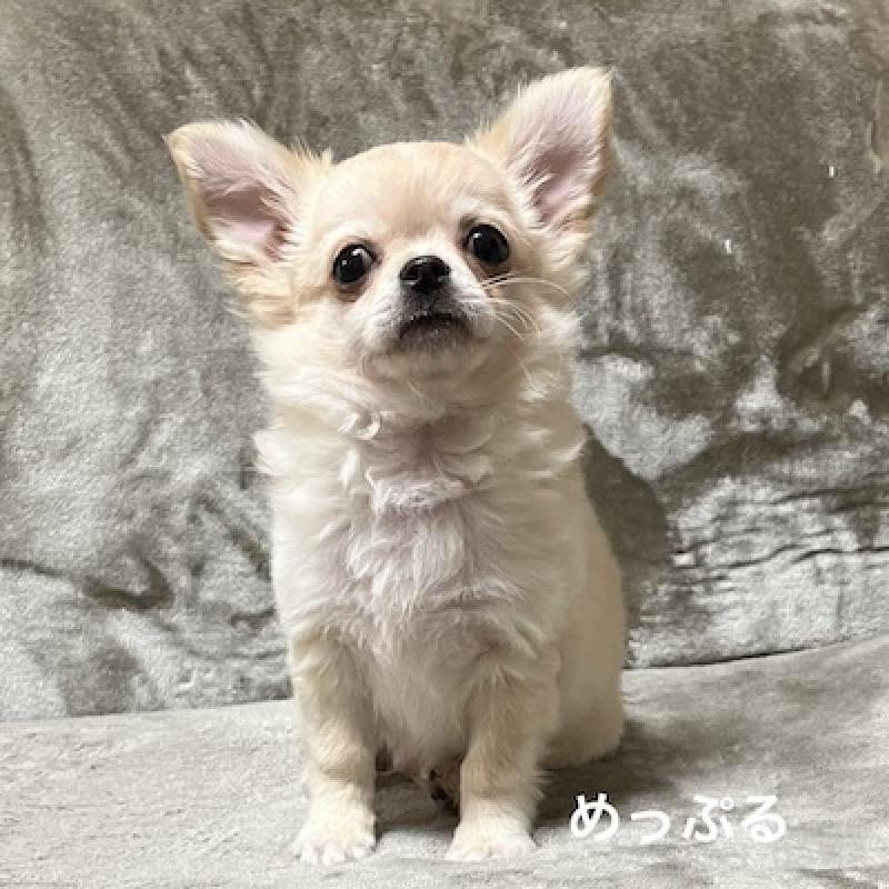 販売中の群馬県のチワワ(ロングコート)-426848