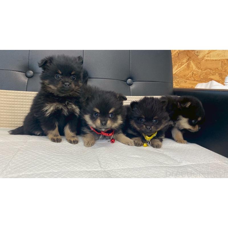 販売中の兵庫県のポメチワ:ポメラニアン×チワワ-429542の9枚目