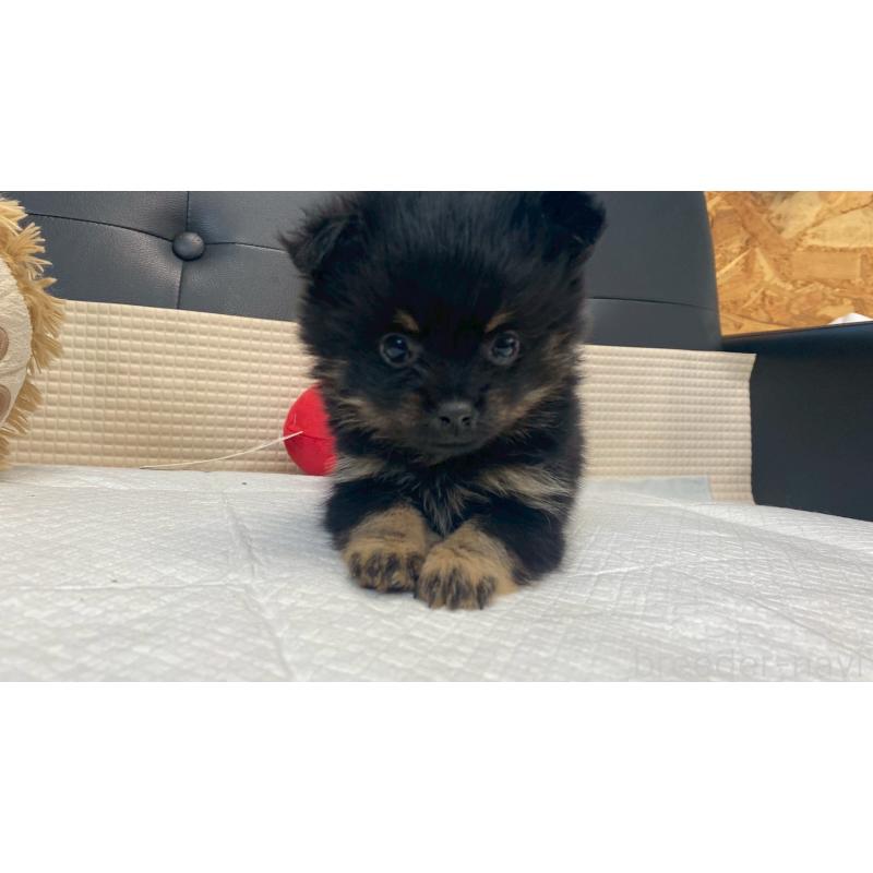 販売中の兵庫県のポメチワ:ポメラニアン×チワワ-429542の8枚目