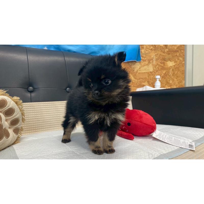 販売中の兵庫県のポメチワ:ポメラニアン×チワワ-429542の6枚目