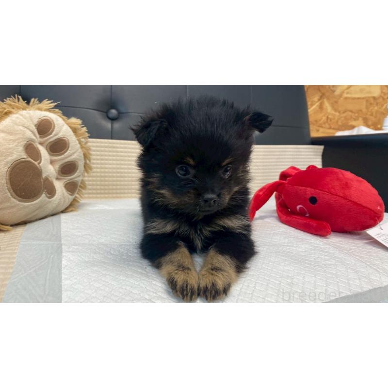 販売中の兵庫県のポメチワ:ポメラニアン×チワワ-429542の5枚目