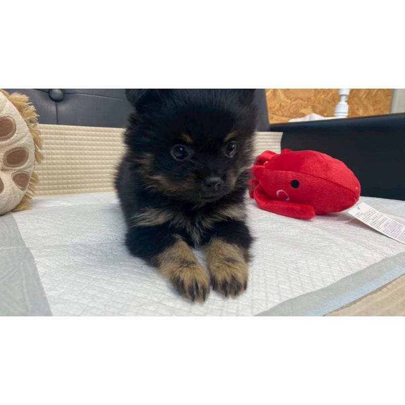 販売中の兵庫県のポメチワ:ポメラニアン×チワワ-429542の4枚目