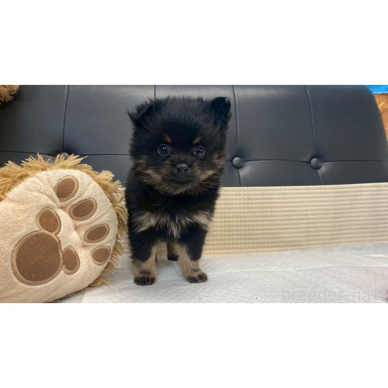 販売中の兵庫県のポメチワ:ポメラニアン×チワワ-429542の3枚目