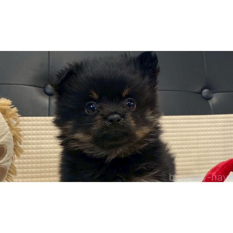 販売中の兵庫県のポメチワ:ポメラニアン×チワワ-429542の2枚目
