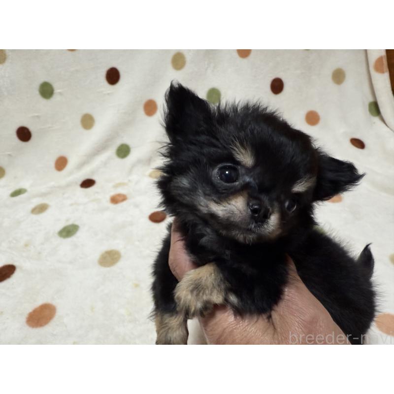 販売中の岐阜県のチワワ(ロングコート)-432398の5枚目