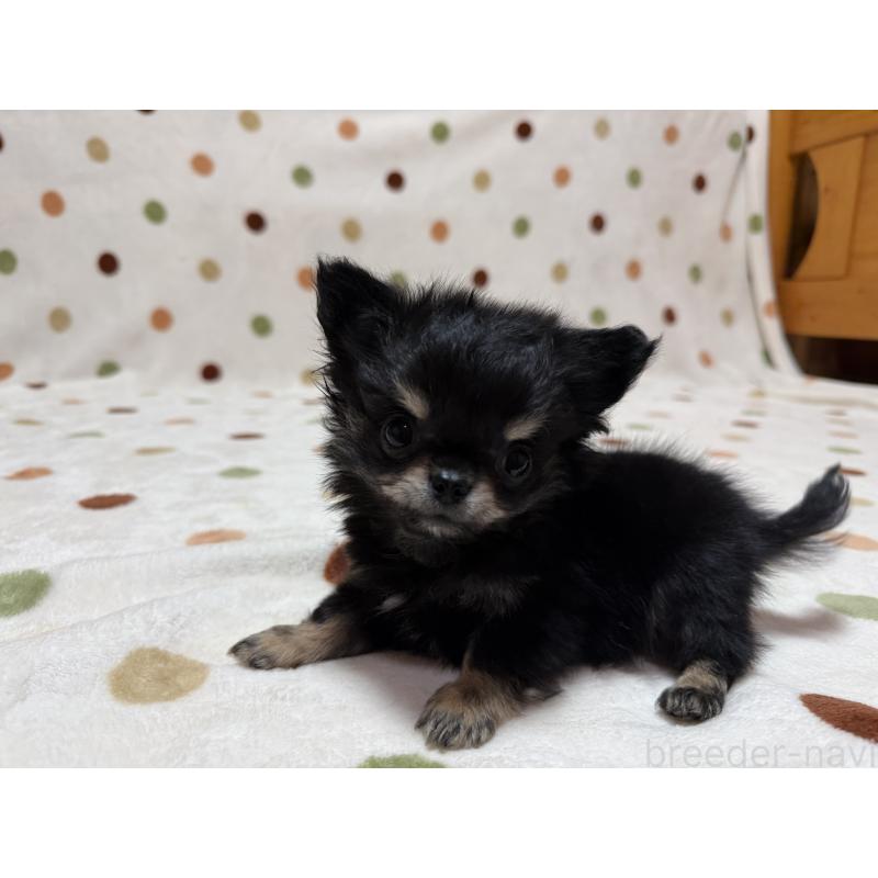 販売中の岐阜県のチワワ(ロングコート)-432398の4枚目