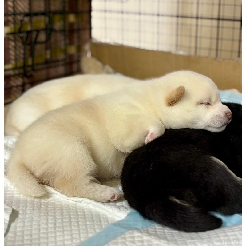 販売中の和歌山県の豆柴-432399の7枚目