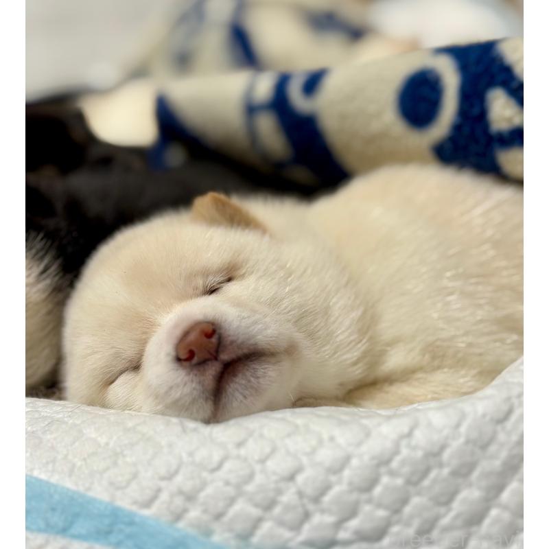 販売中の和歌山県の豆柴-432399の6枚目