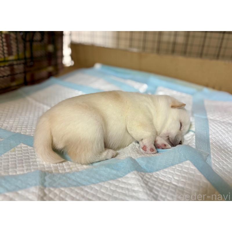 販売中の和歌山県の豆柴-432399の5枚目