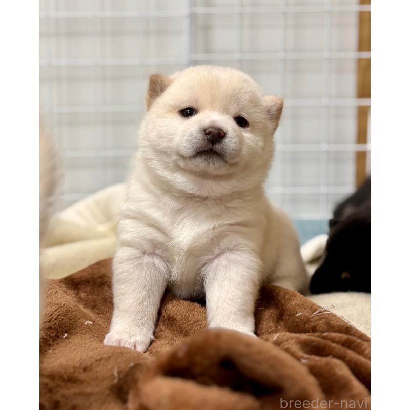 販売中の和歌山県の豆柴-432399の4枚目