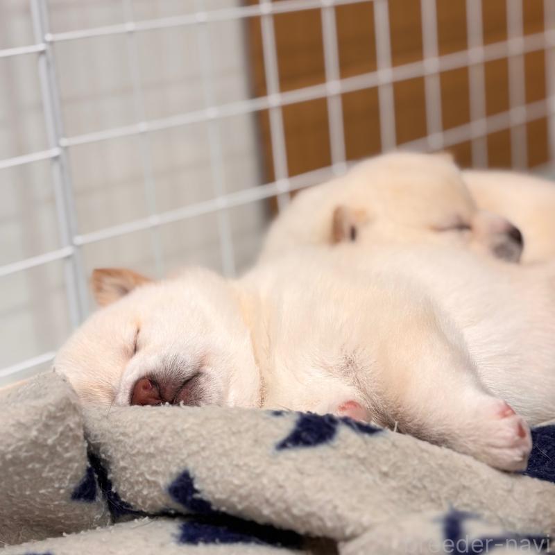 販売中の和歌山県の豆柴-432399の3枚目